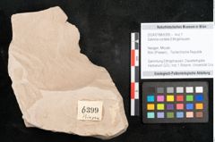 Foto (Objekt + Etikett) von Salvinia cordata Ettingshausen (NHMW-GEO-2024-0188-6399)
